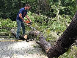 Reliable Orangeburg, NY Tree Removal Solutions